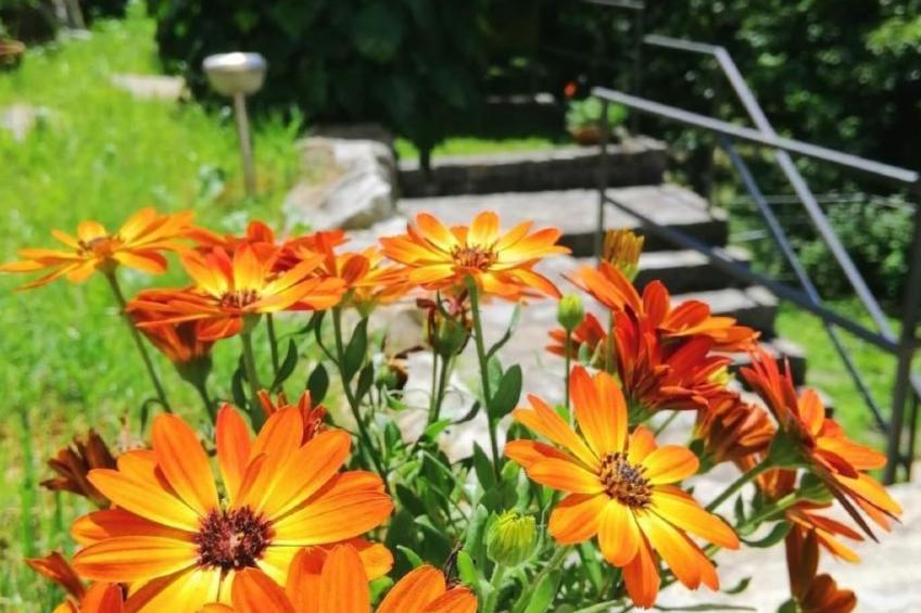 mit Bergblick - foto 47