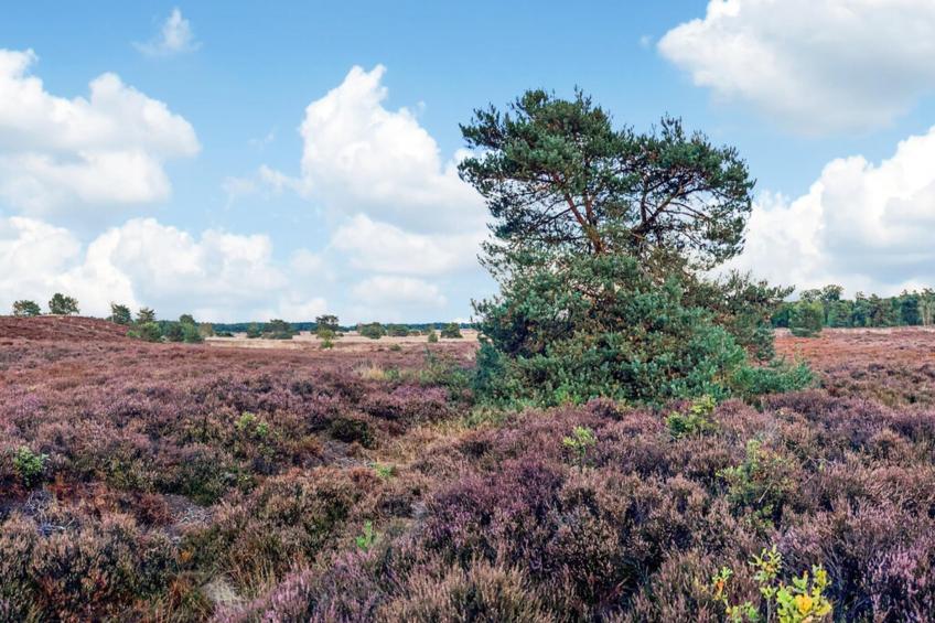 Dwergarend 17-17 - foto 36