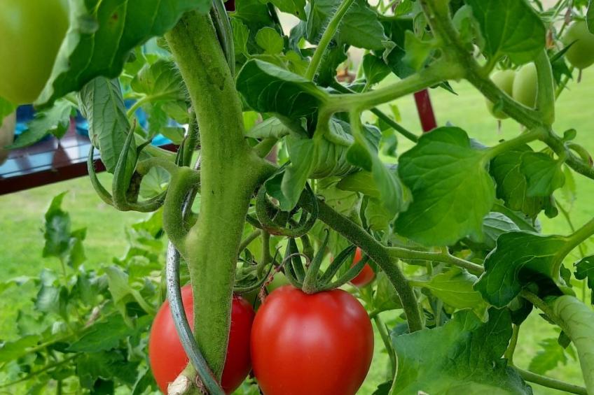 Bauernhaus-Wohnung bei Göta Älv in der Nähe von Göteborg - foto 34