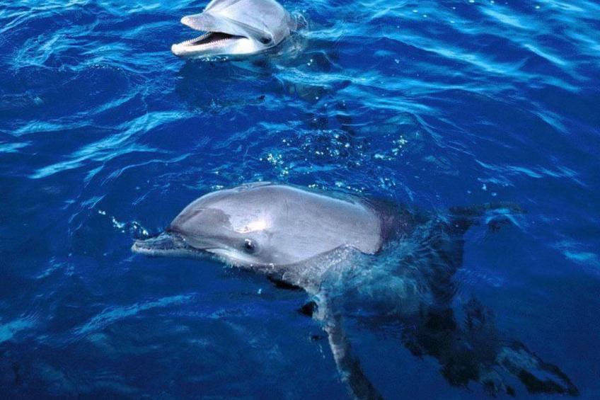 Casa Rural El Serrillal 1 Hermigua La Gomera - foto 33