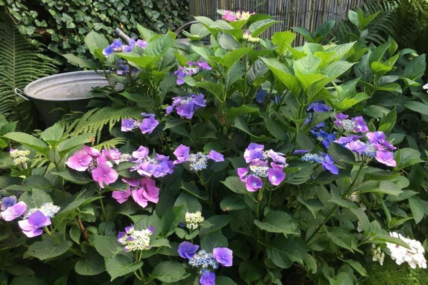 Landlust, Stadtnah -  Fewo im ehemaligem Bauernhaus mit Sauna, Kaminofen und gr - foto 22