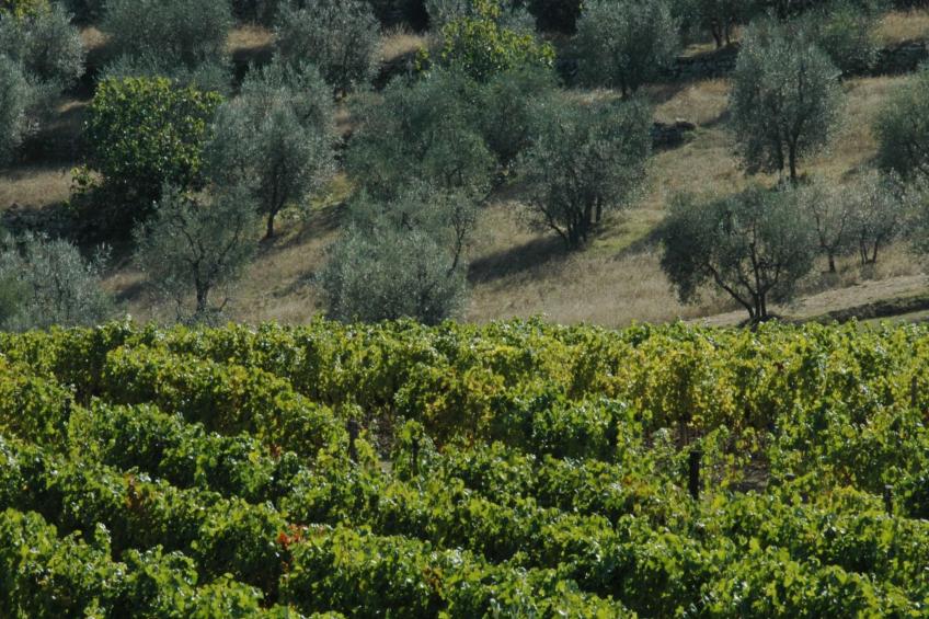 Anwesen "Frantoio" mit Infinity-Pool - foto 21