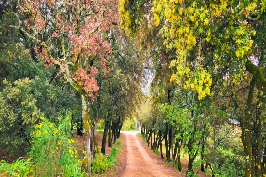 Villes-sur-Auzon - foto 29