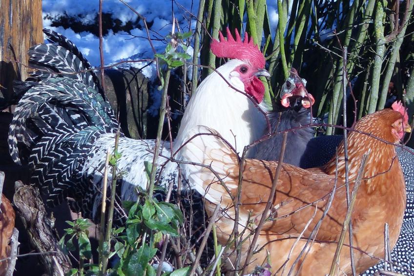 Domäne mit Terrasse, Grill und Garten - foto 4