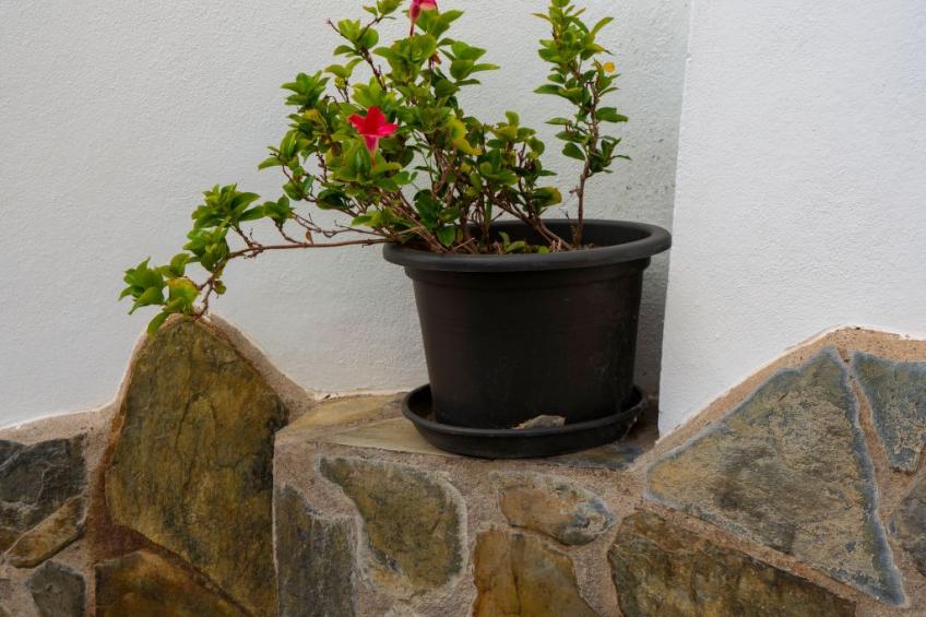 für 4 Personen ca. 70 m² in Bocacangrejo, Teneriffa (Ostküste von Teneriff - foto 24