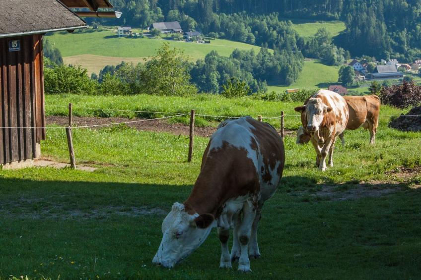 Moderne Wohnung in Pöls mit großer Terrasse - foto 19
