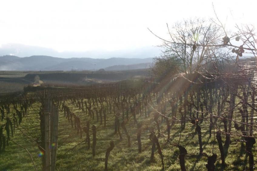 Appartement in Sasbach Am Kaiserstuhl mit Grill - foto 8