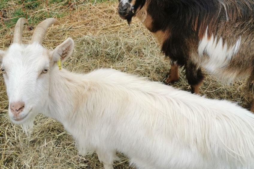 Pleine Nature in der Bretagne - foto 14