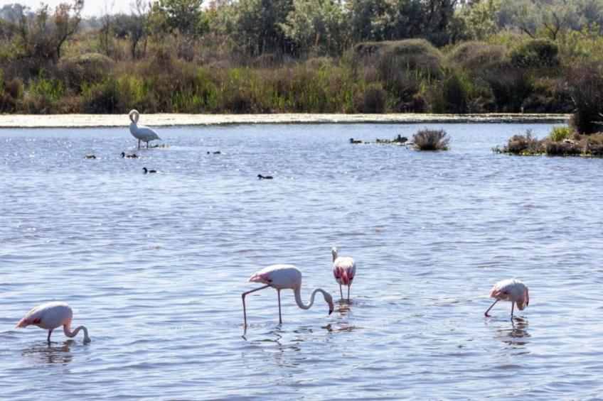 Le village Camarguais Les Gardians - foto 37