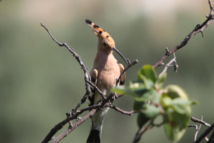 Eine Oase der Ruhe mitten in der Stadt - foto 45