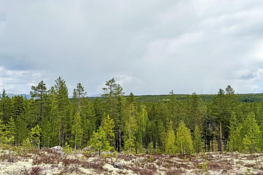 Kringelfjorden Renen - foto 34