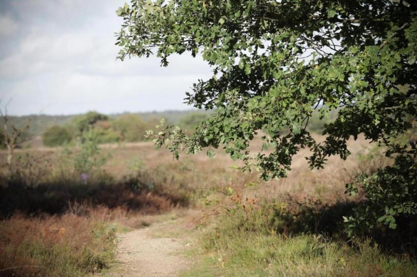 De Veluwse Eekhoorn - foto 35