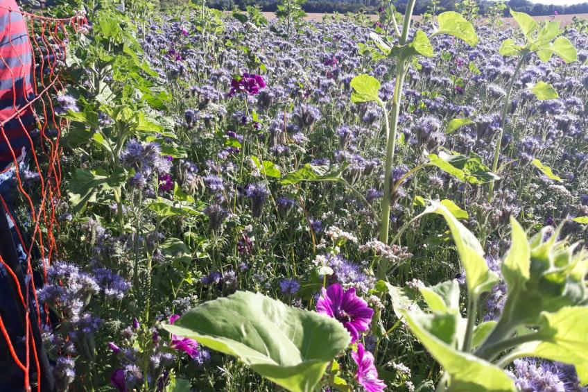 Land-Ferienhaus - foto 30