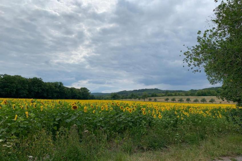 Ferienwohnung zum alten Konsum - foto 38