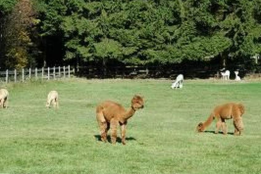 Am Hemberg am Diemelsee - foto 10