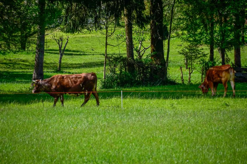 Makov Hrib - foto 20