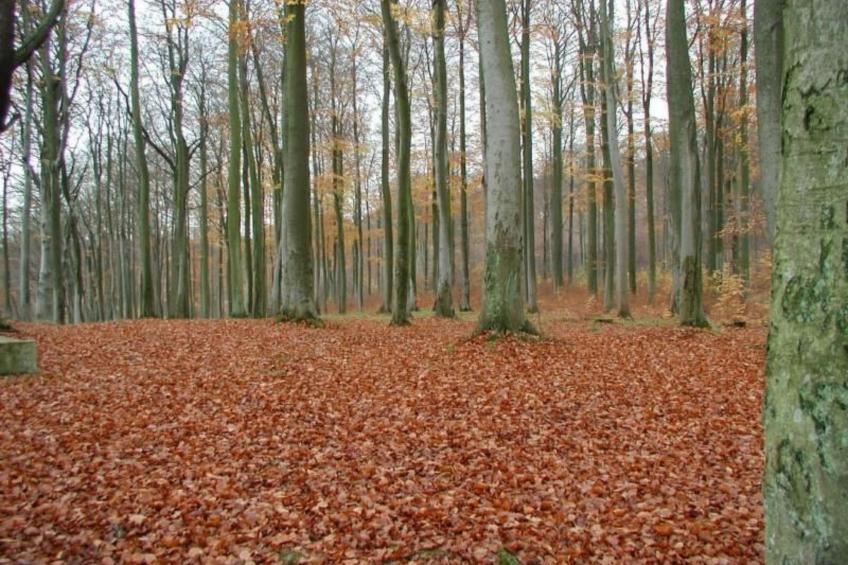 Fewo Natur und Kunst - foto 17