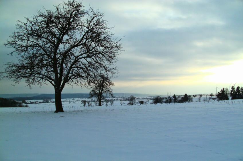 Familienhaus mit großer Wiese bei Bittburg - foto 15