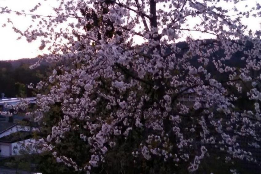 in Hauenstein mit Garten und Grill - foto 18