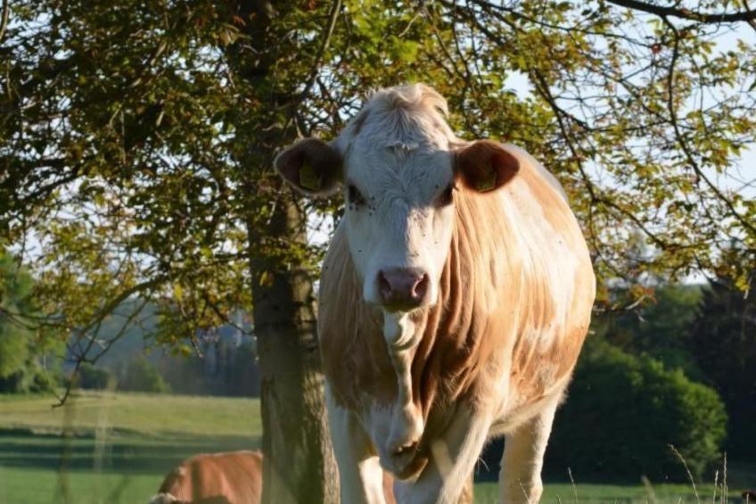 Wohnung "Bellevue" - foto 16