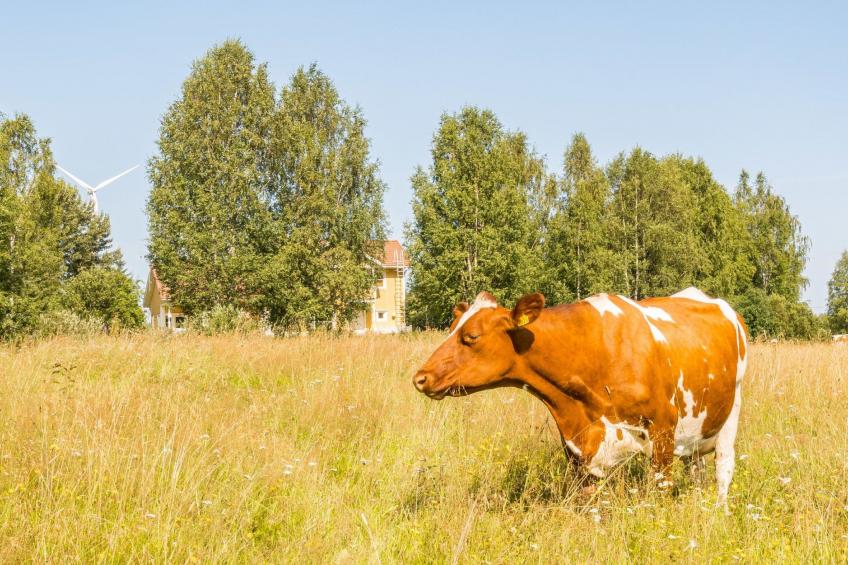 Grand villa kemijoki - foto 4