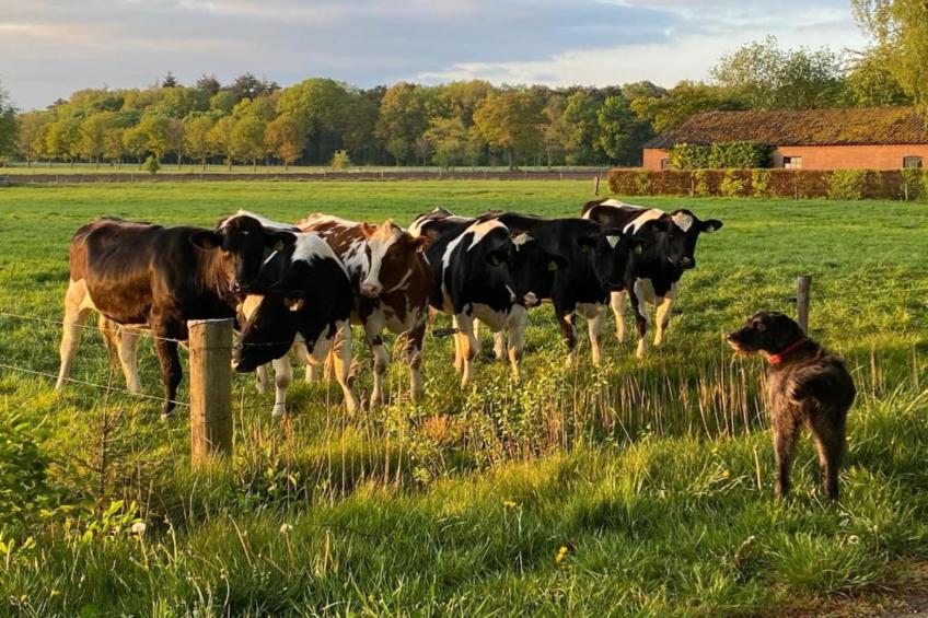 Vakantiepark De Lochemse Berg 2 - foto 22