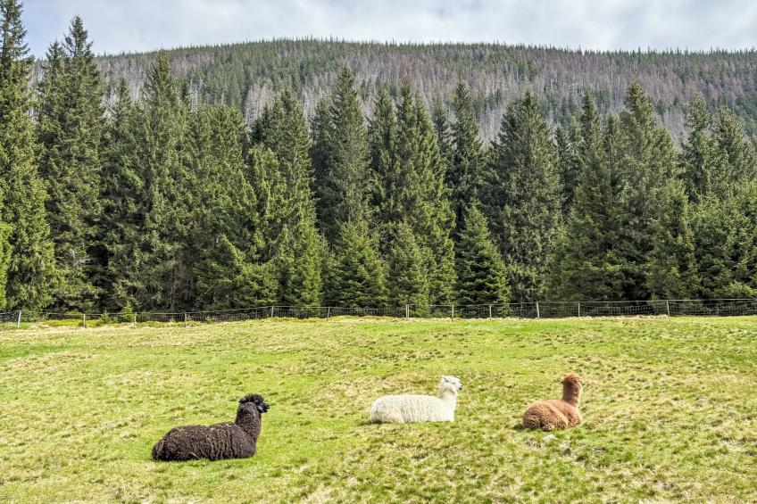 Portášky, Velká Úpa 3 - foto 70