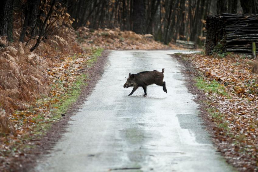 Le petit Nichoir - foto 33