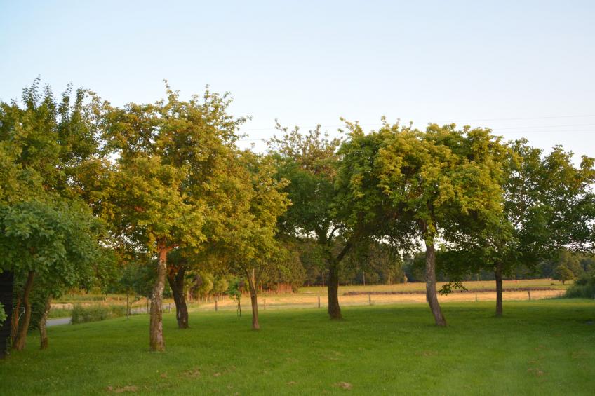 Li Saboti - foto 38