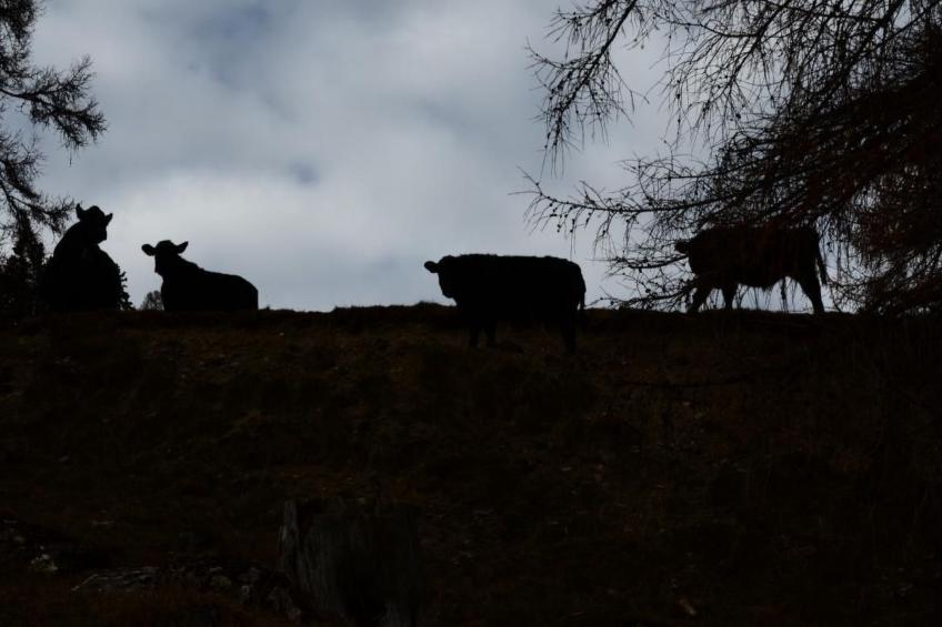 Biohof Furn - foto 13