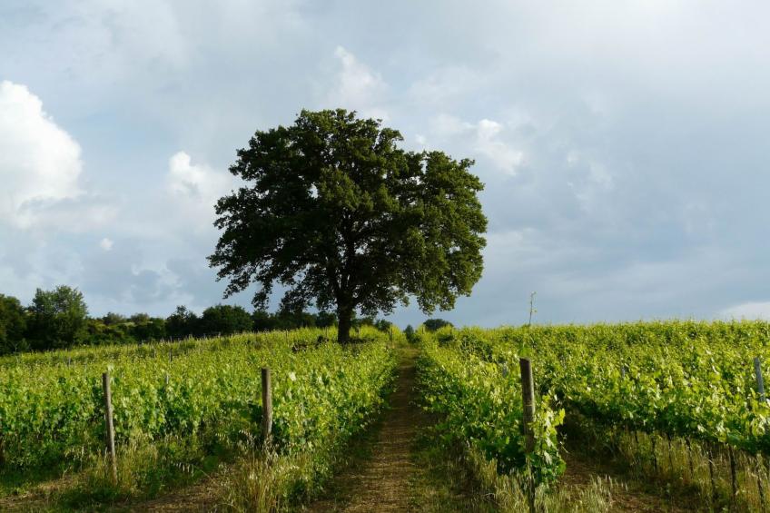 "Lavanda castellett - foto 16