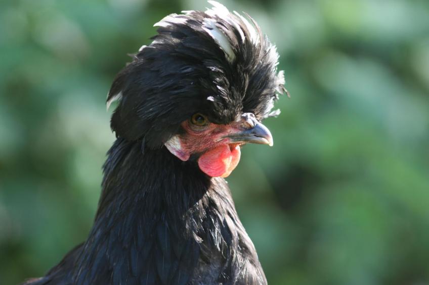 Kleines Ferienhaus auf dem Gelände eines Bauernhof - foto 8