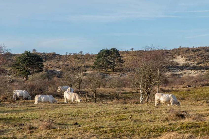 Duinhoeve Duinlodges 4pers (huisdiervriendelijk) - foto 9