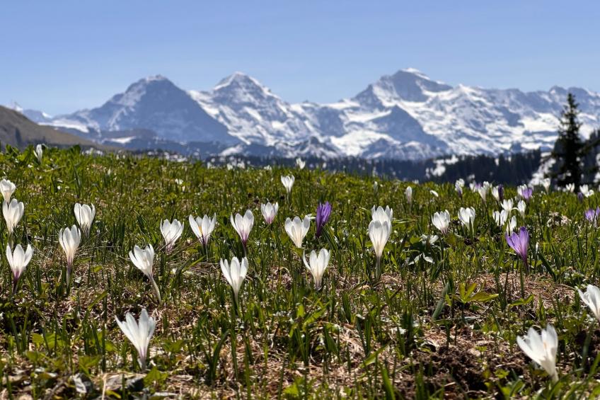 Wohnung Niesenblick - foto 20