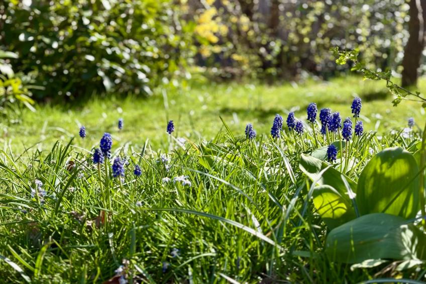 Campanula 227 - foto 25