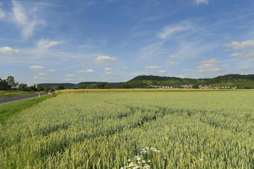 Wilder Wein - foto 30