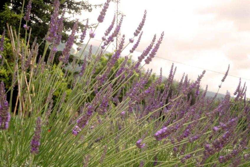 L'Eugénie - foto 21