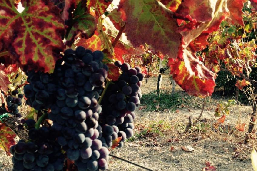 in Badolato Marina - foto 38