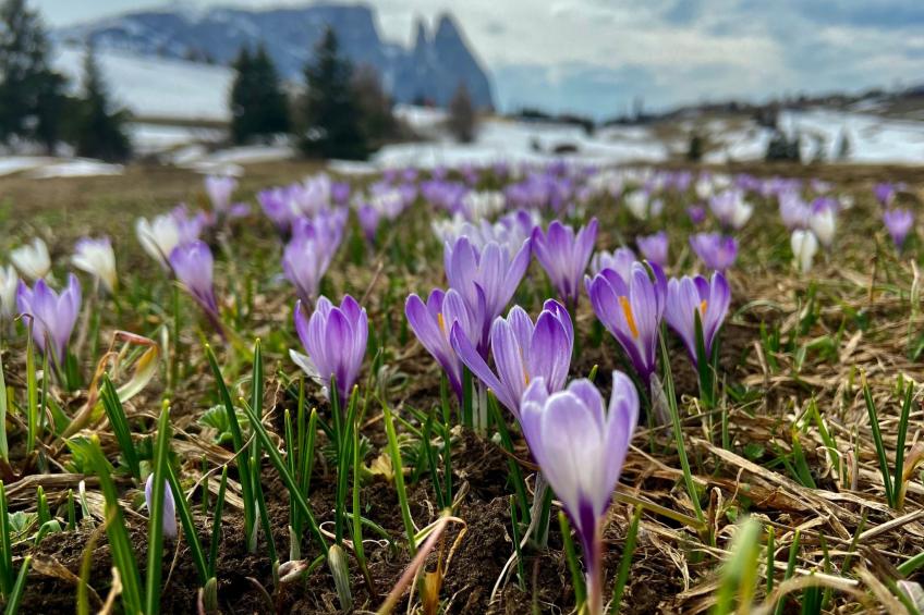 Cesa Vedla DOLOMITES - foto 27