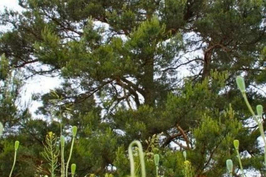 Haus am Feld 2 - foto 15