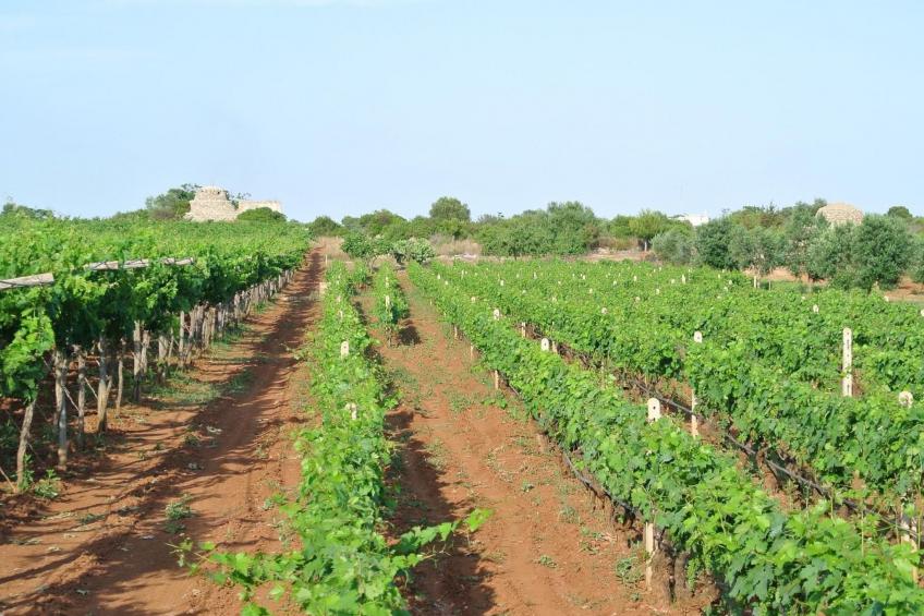 Villetti Trullissimo - foto 19