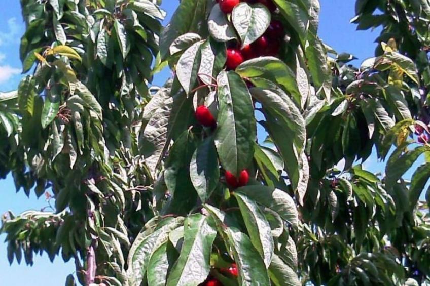 El Mirador del Soto - foto 12