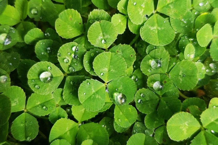 Minie's Cottage Wild Atlantic Way - foto 47