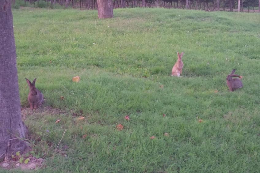 Appartement mit Balkon - foto 5