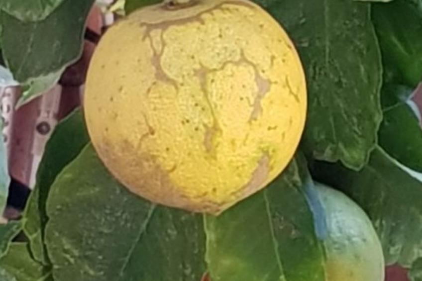 Su Niu Crobu unten - foto 20