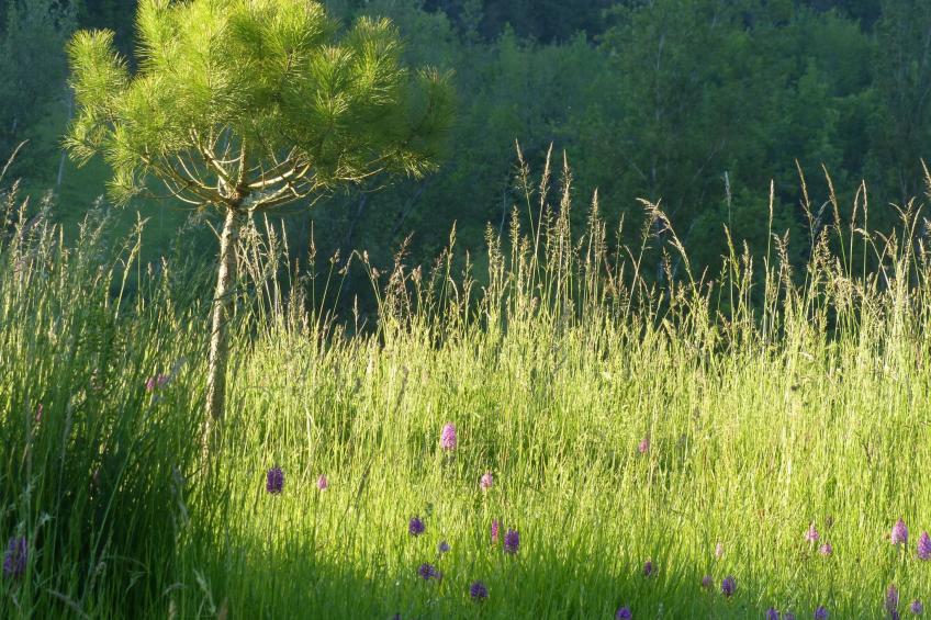 La Ferme des Paons - foto 35