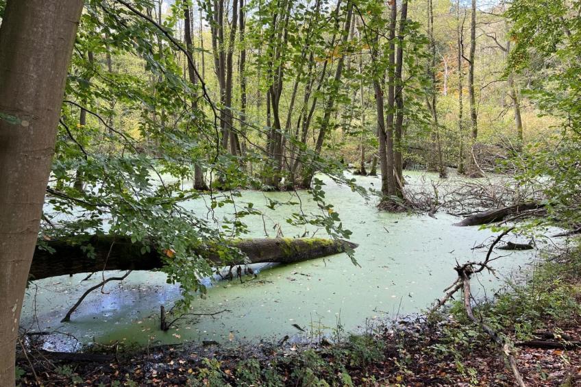 Landurlaub Mecklenburgische Seenplatte b. Waren Müritz - foto 29