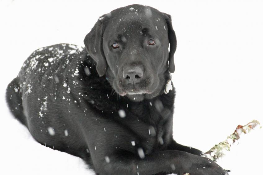 Chalet Gletscherfloh - foto 25