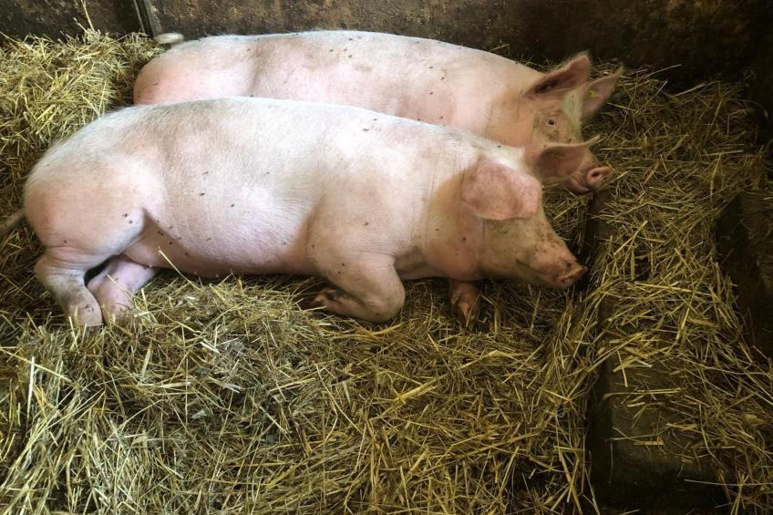 Wandlhof Ferienwohng - foto 4