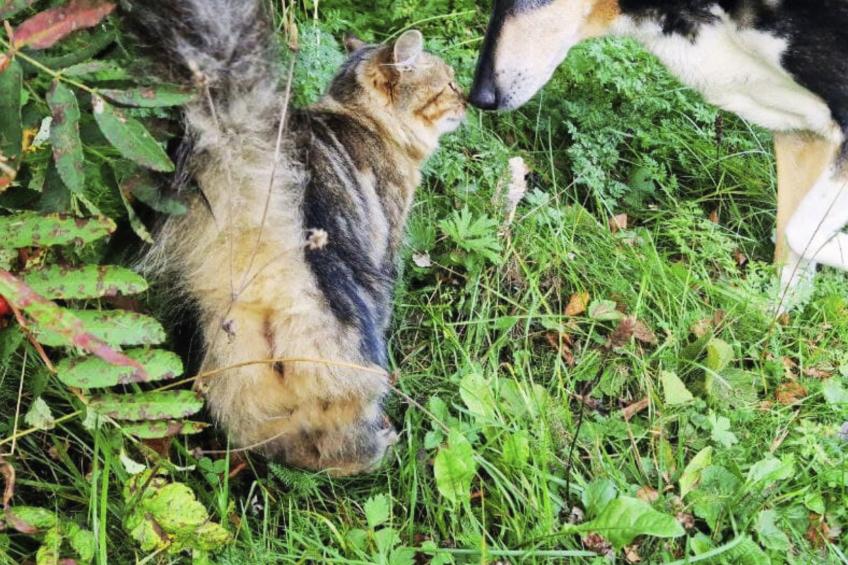 Gemütliches Ferienhaus Angermanland - höga Kusten - foto 33